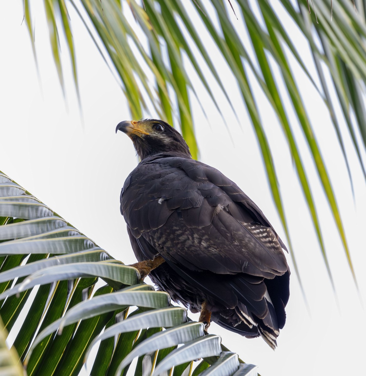 Krabbenbussard - ML621048743