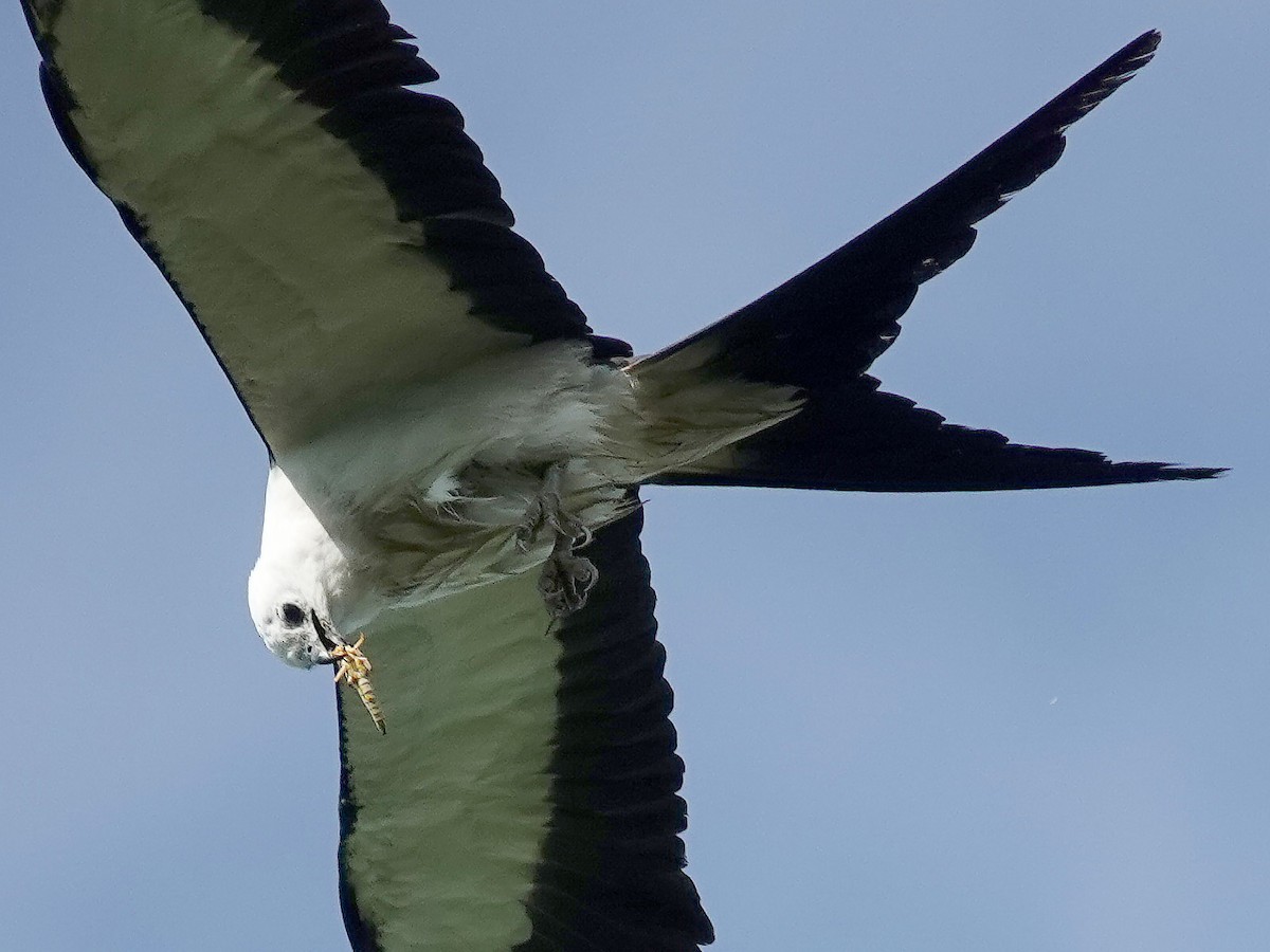 Swallow-tailed Kite - ML621048760