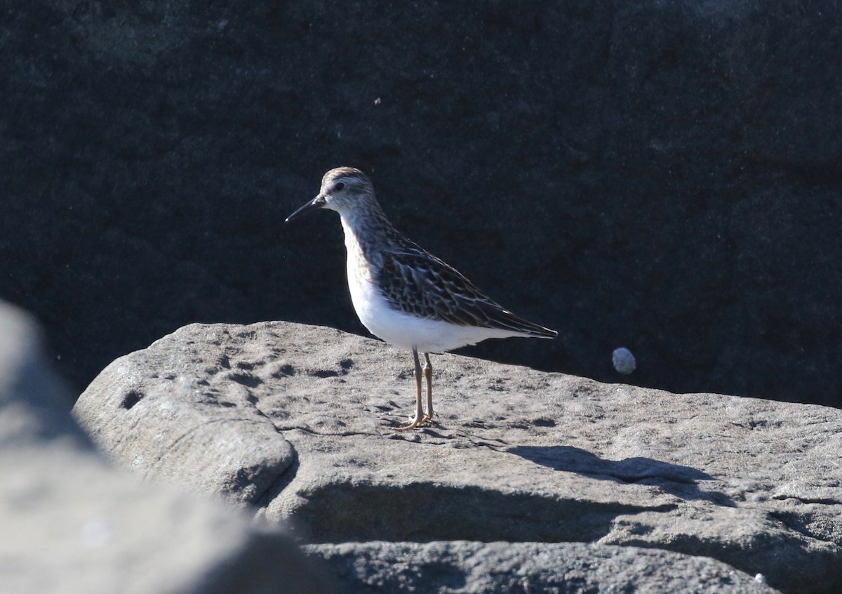 Least Sandpiper - ML621048763