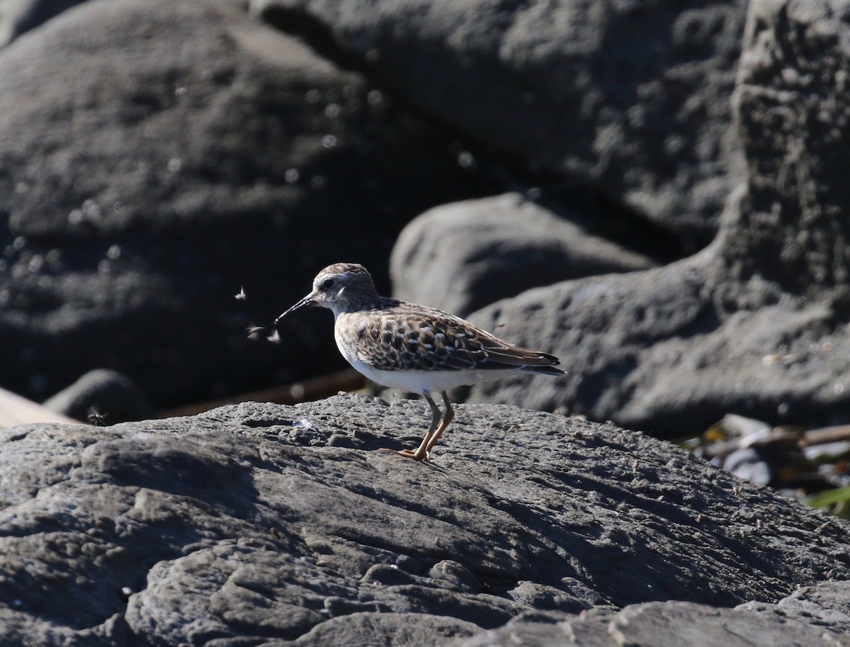 Least Sandpiper - ML621048766