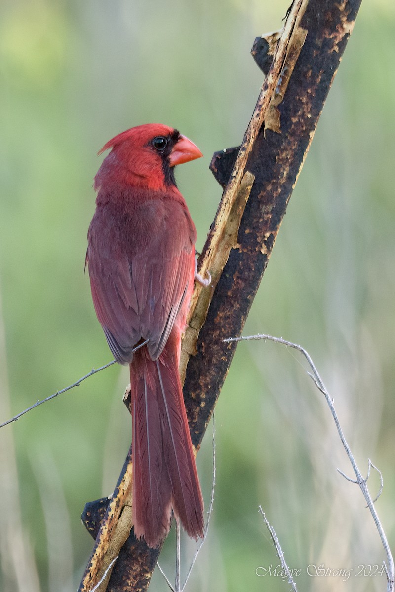 Cardinal rouge - ML621048812