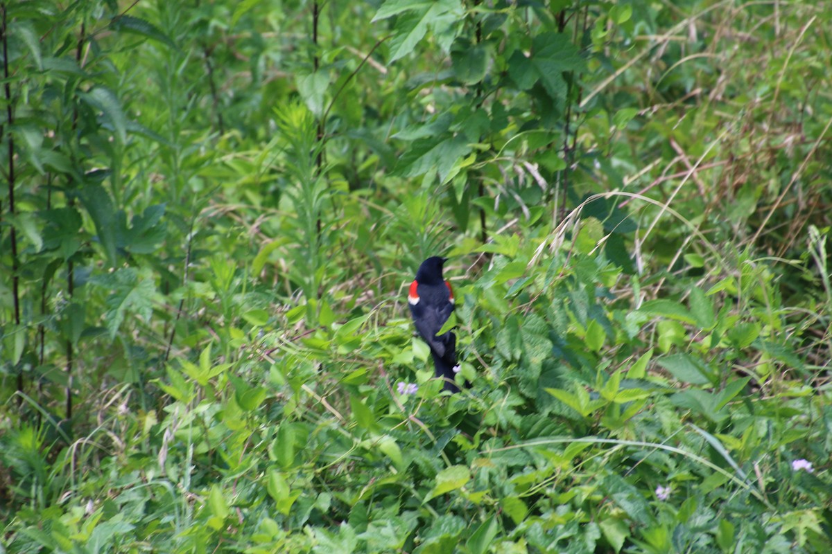 Red-winged Blackbird - ML621048821