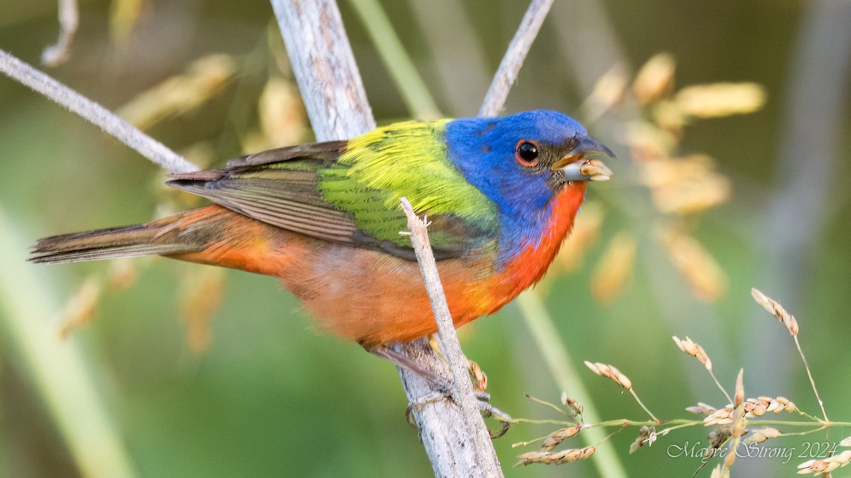 Painted Bunting - Mayve Strong