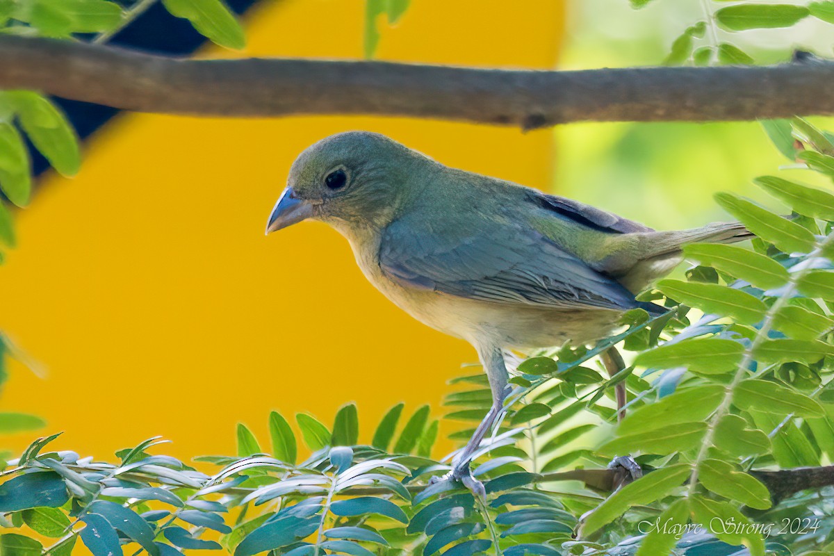 Painted Bunting - ML621048845