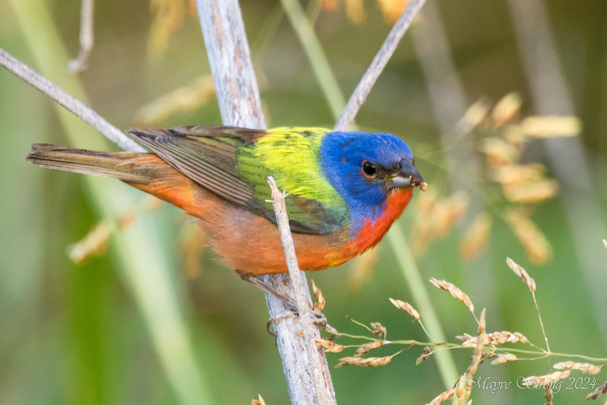 Painted Bunting - ML621048846