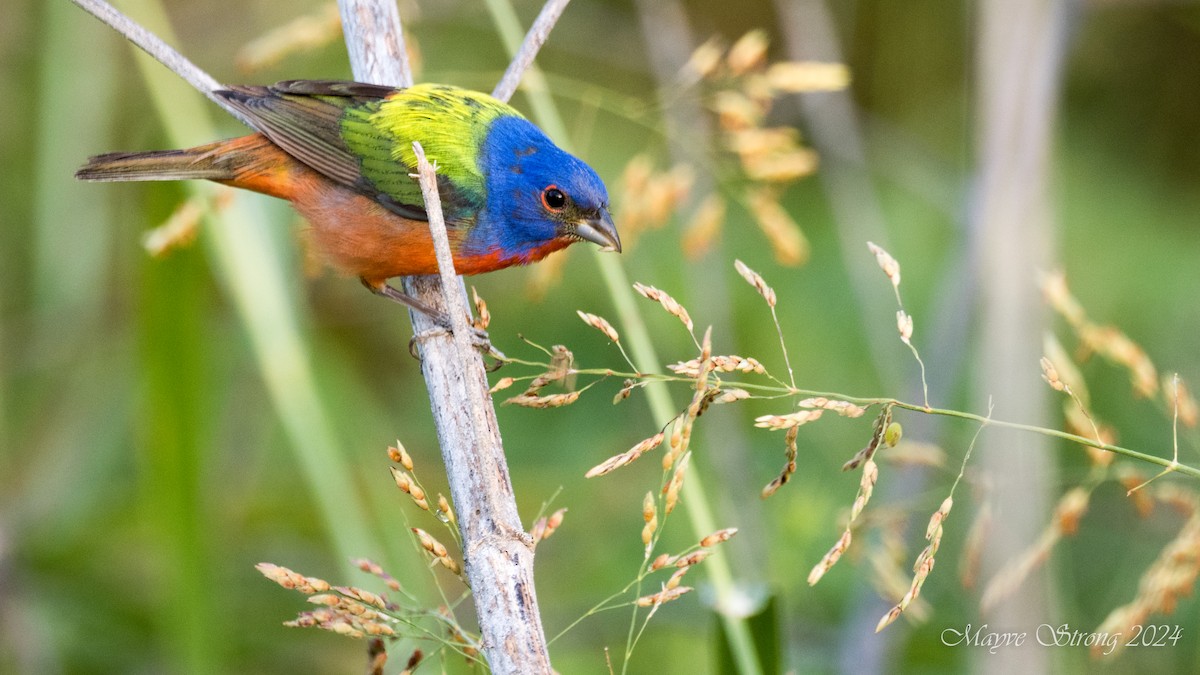 Painted Bunting - ML621048848