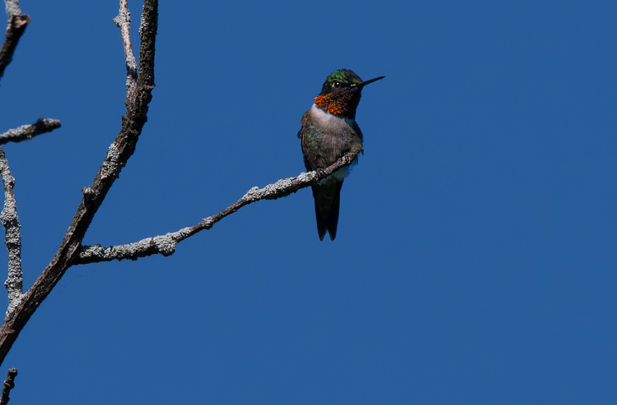 Ruby-throated Hummingbird - ML621048852