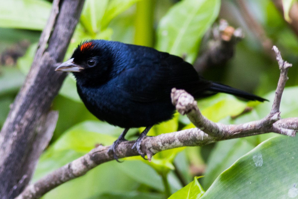 Ruby-crowned Tanager - ML621048876