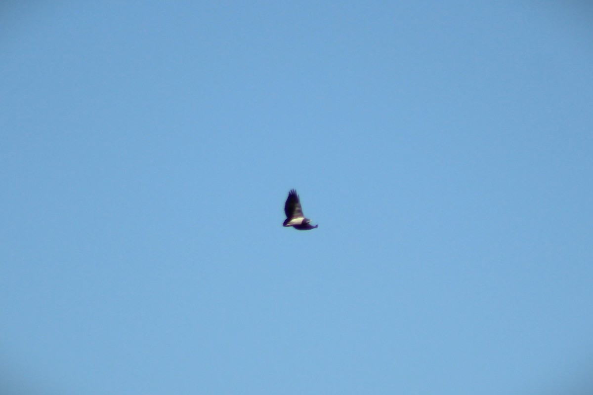 Black-chested Buzzard-Eagle - ML621048879