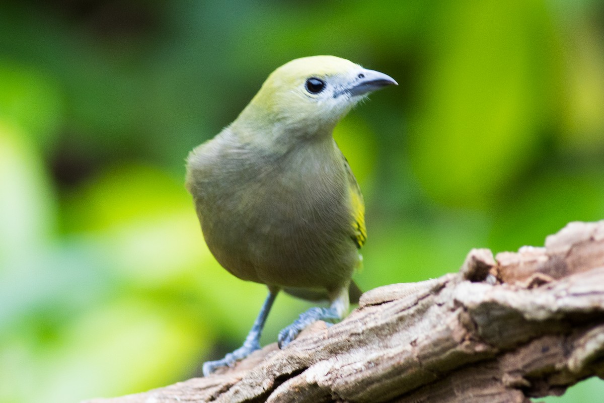 Palm Tanager - ML621048898