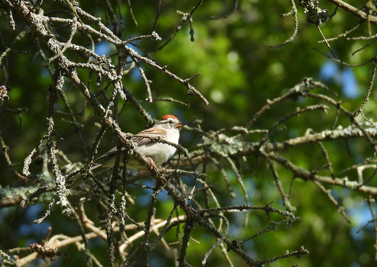 Chipping Sparrow - ML621048965