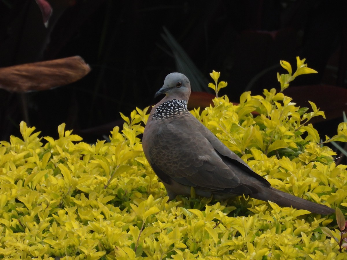 Spotted Dove - ML621048969