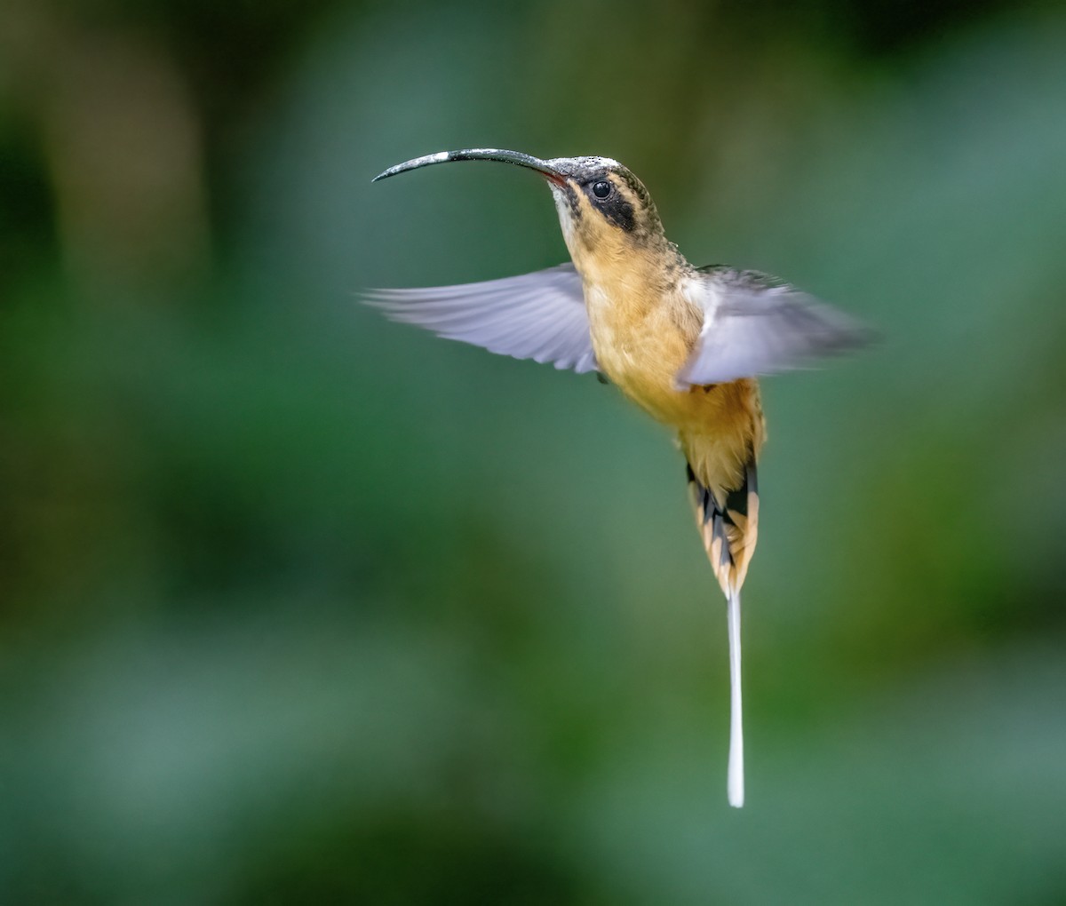 kolibřík dlouhoocasý - ML621048994