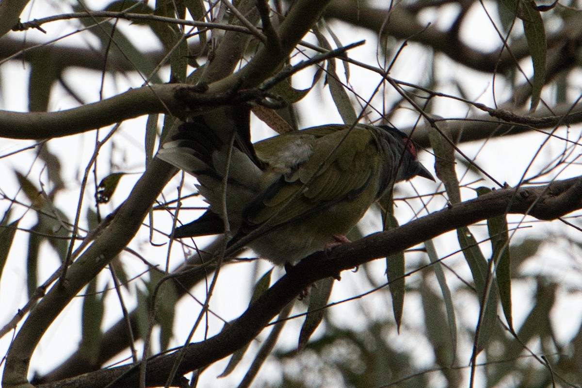 Australasian Figbird - ML621048997