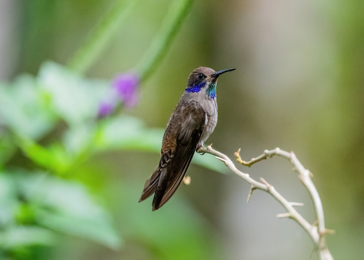 kolibřík fialovouchý - ML621048999