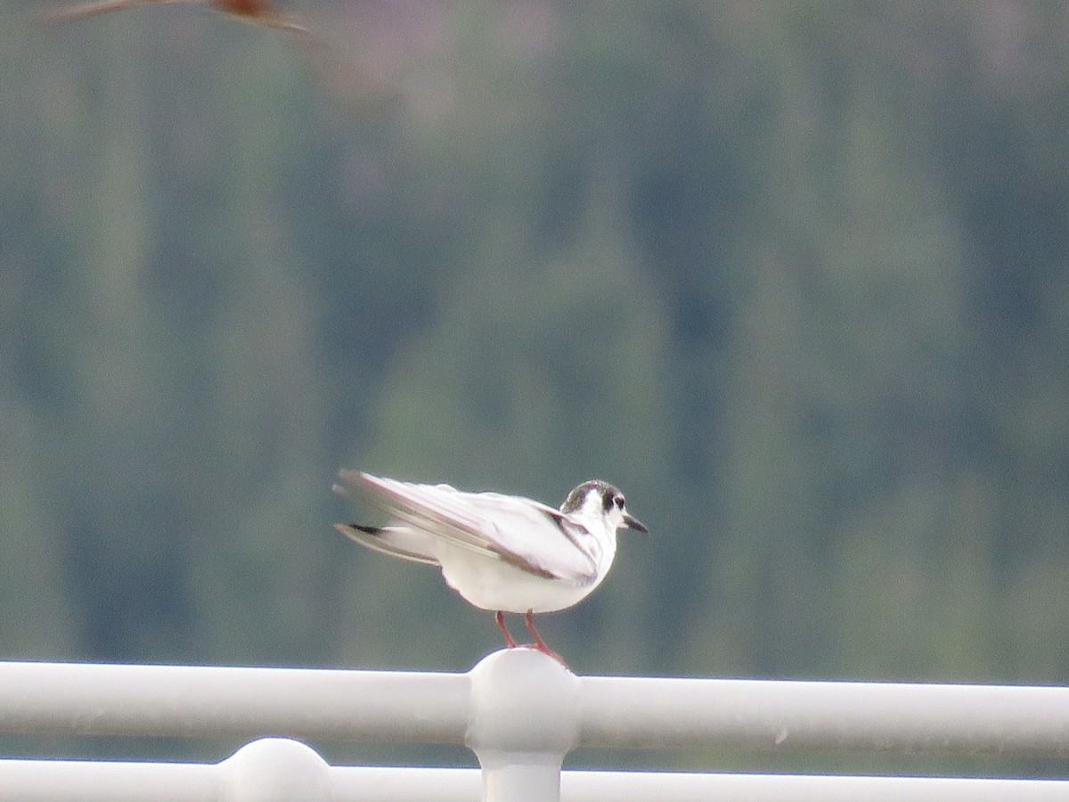 White-winged Tern - ML621049001