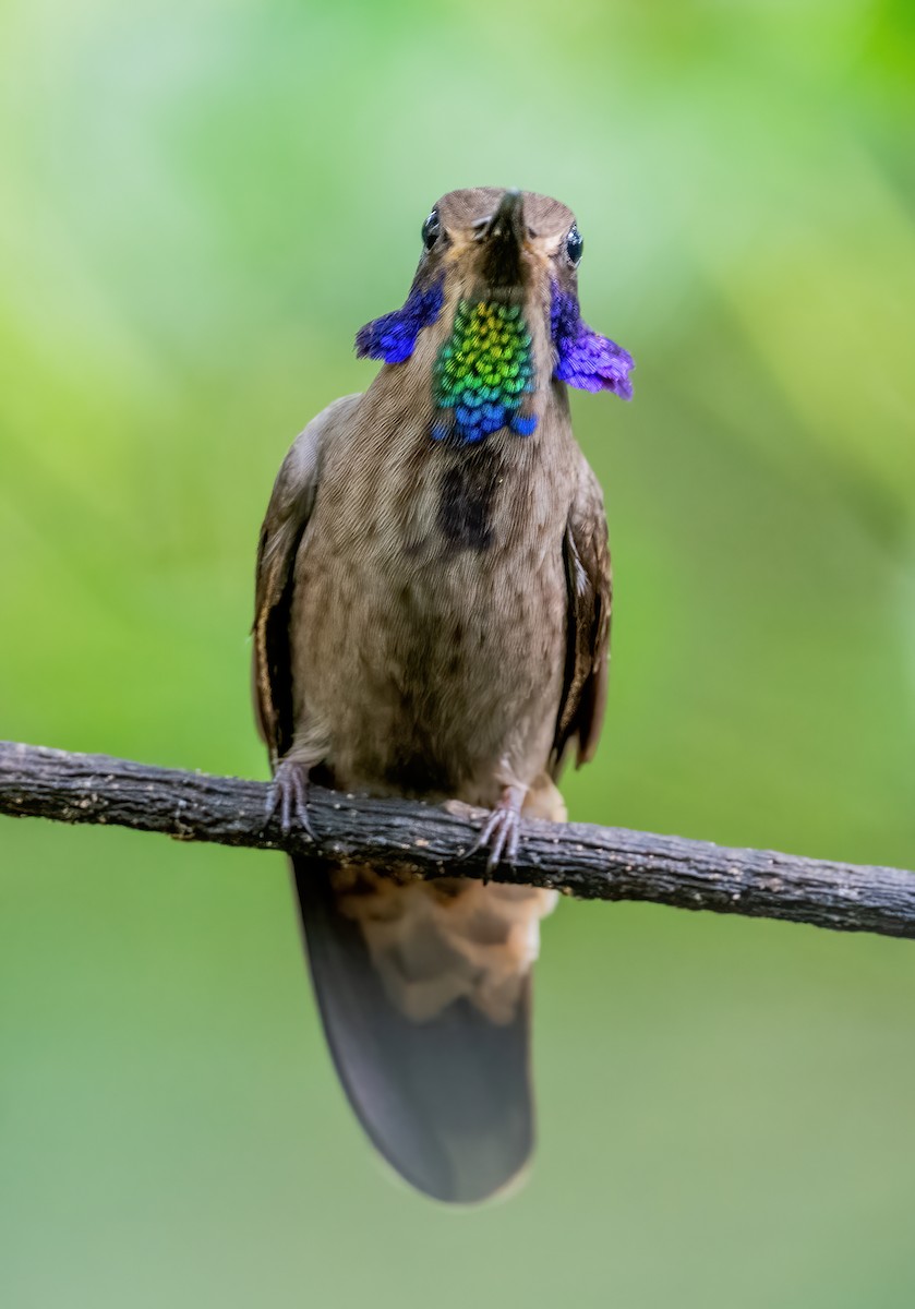 kolibřík fialovouchý - ML621049002