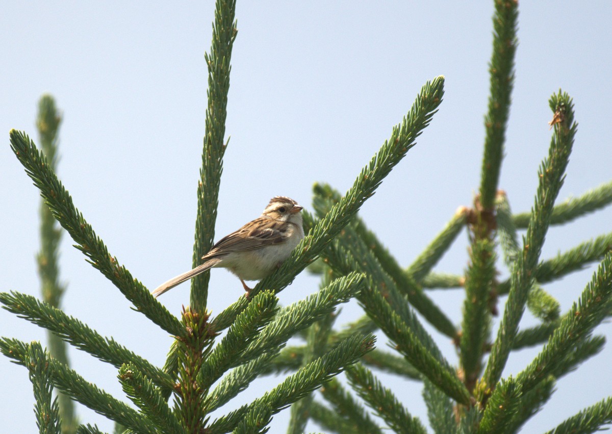 Clay-colored Sparrow - ML621049019