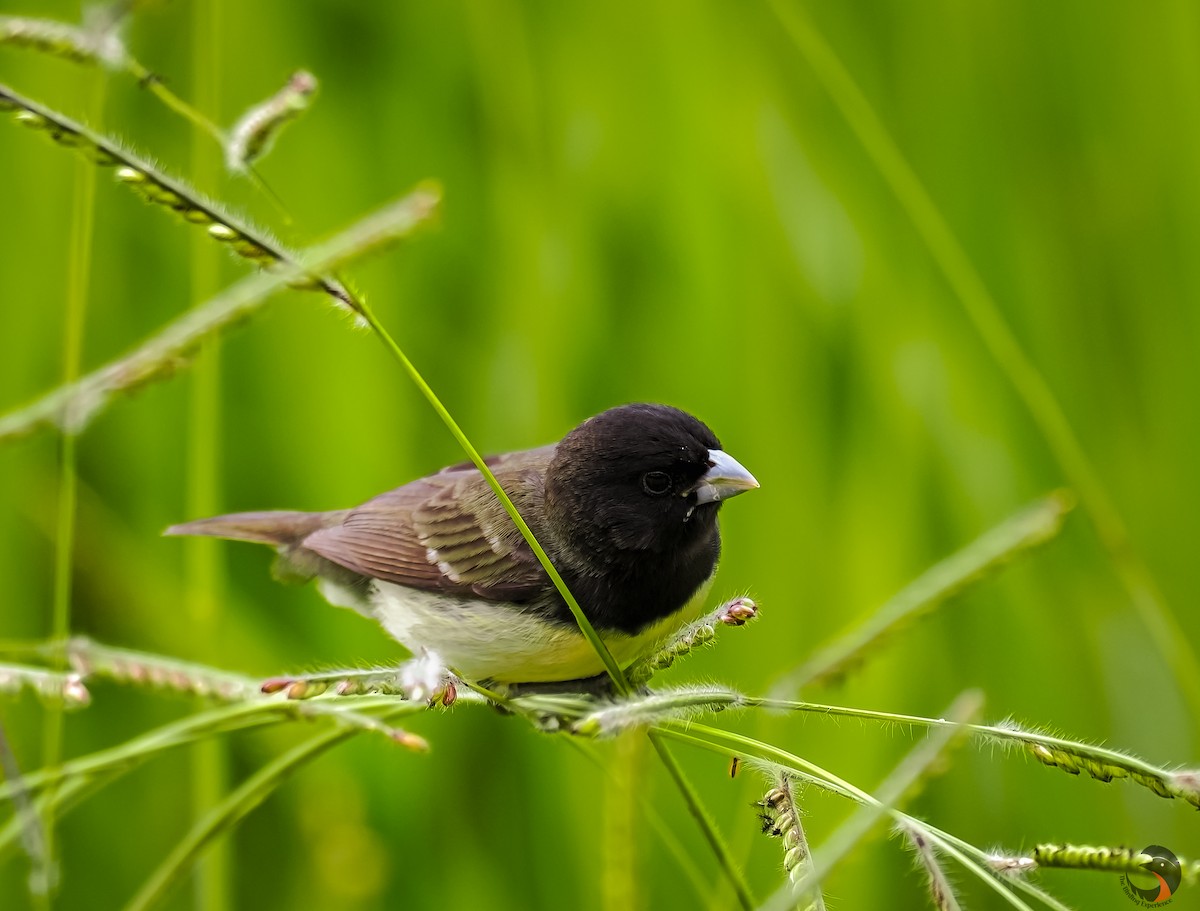 Yellow-bellied Seedeater - ML621049036