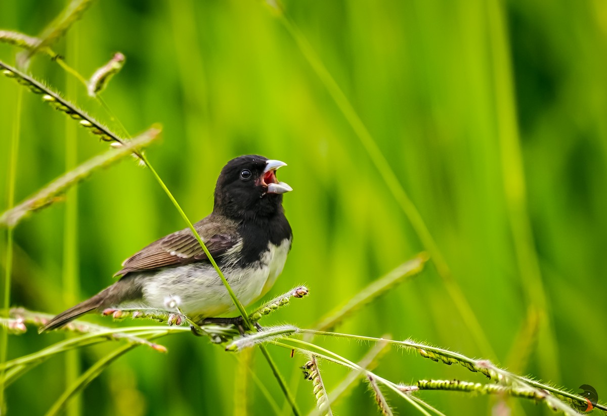 Yellow-bellied Seedeater - ML621049037