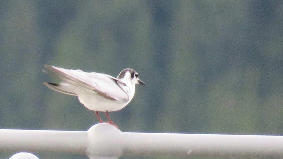 White-winged Tern - ML621049040