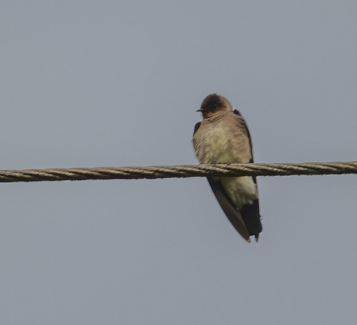 Southern Rough-winged Swallow - ML621049078