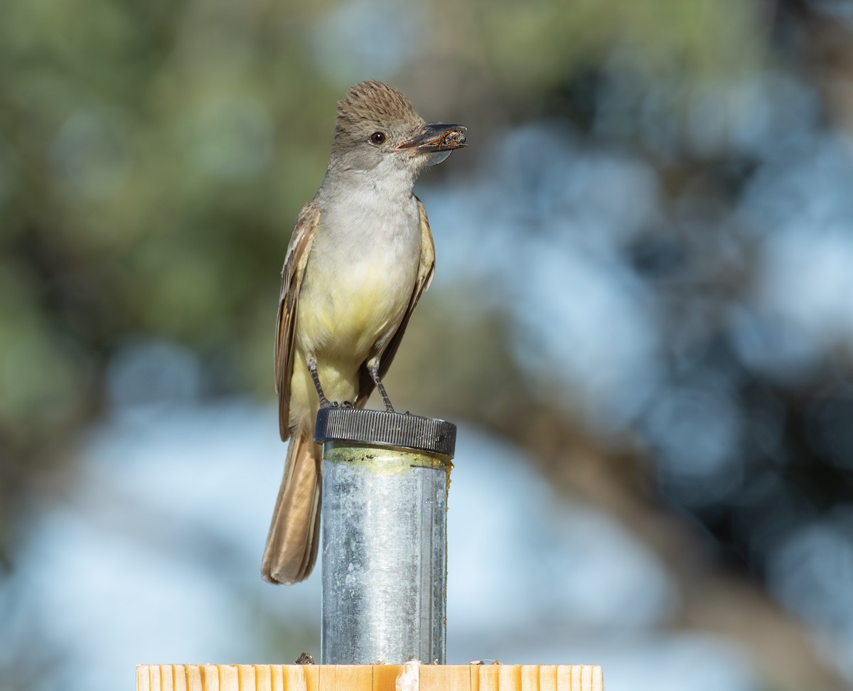 Ash-throated Flycatcher - Robyn Waayers