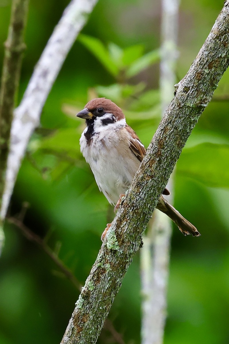 Eurasian Tree Sparrow - ML621049096