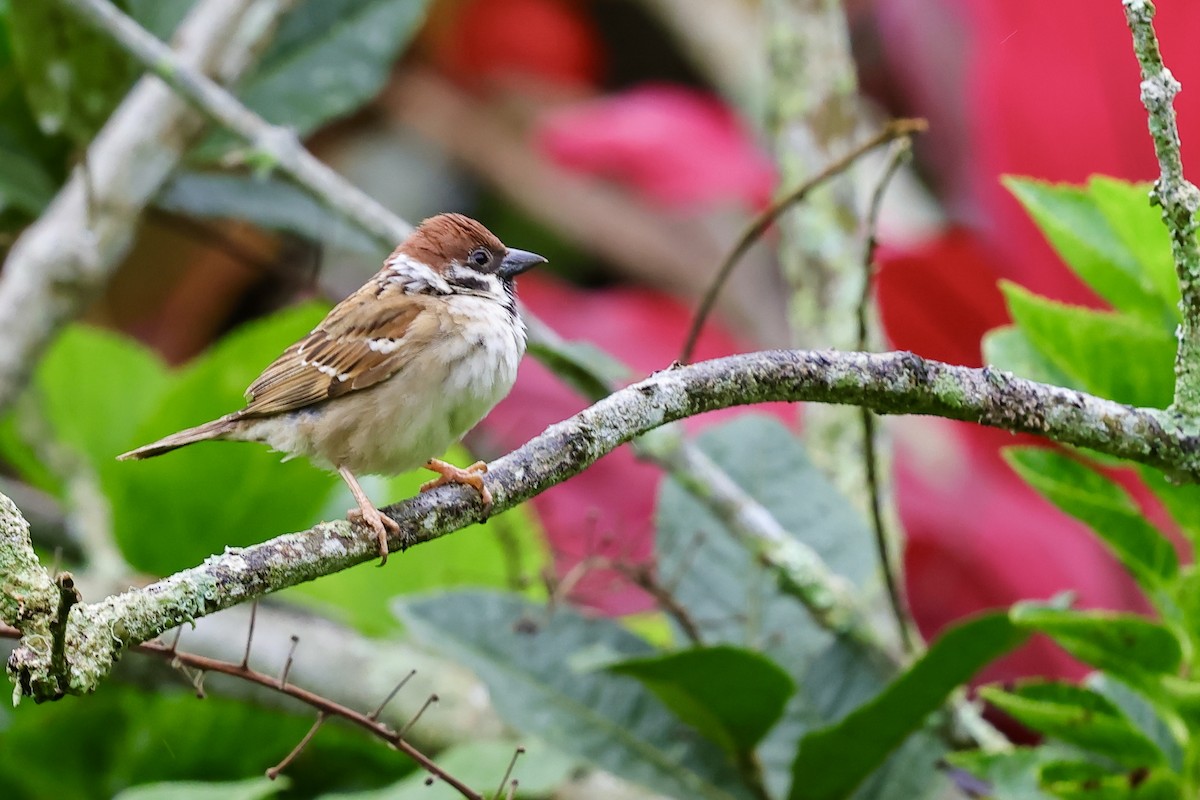 Eurasian Tree Sparrow - ML621049097