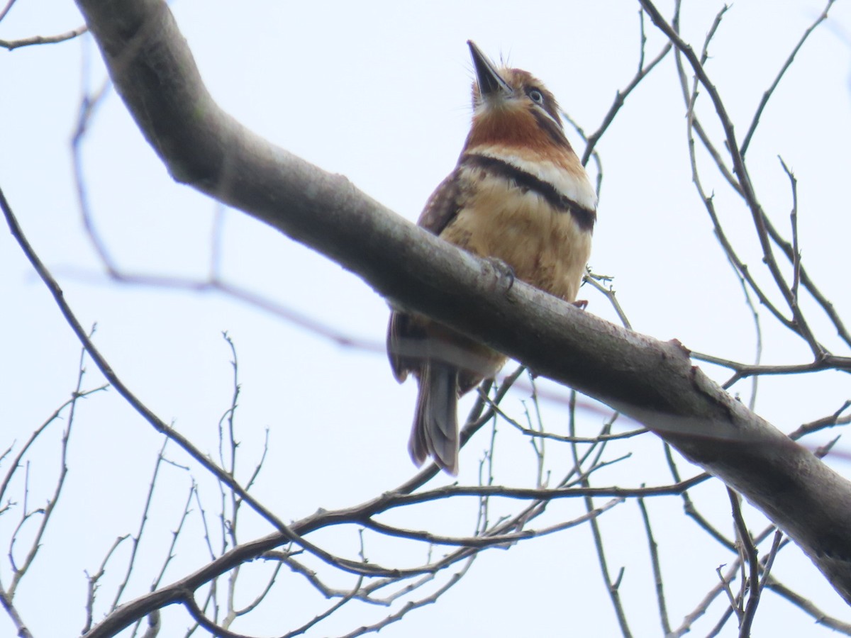 Russet-throated Puffbird - ML621049118
