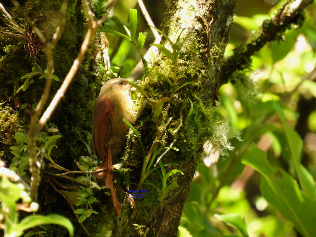 Red-faced Spinetail - ML621049119
