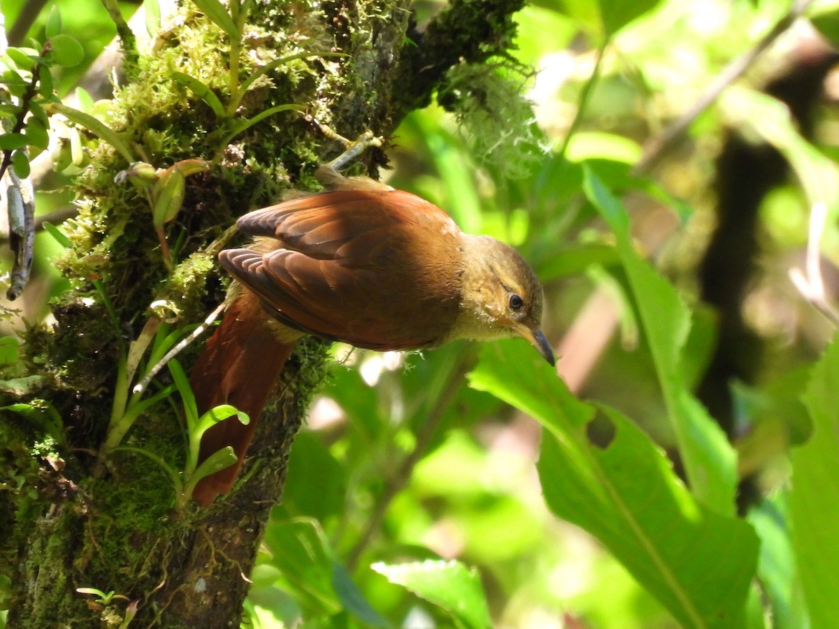 Red-faced Spinetail - ML621049120