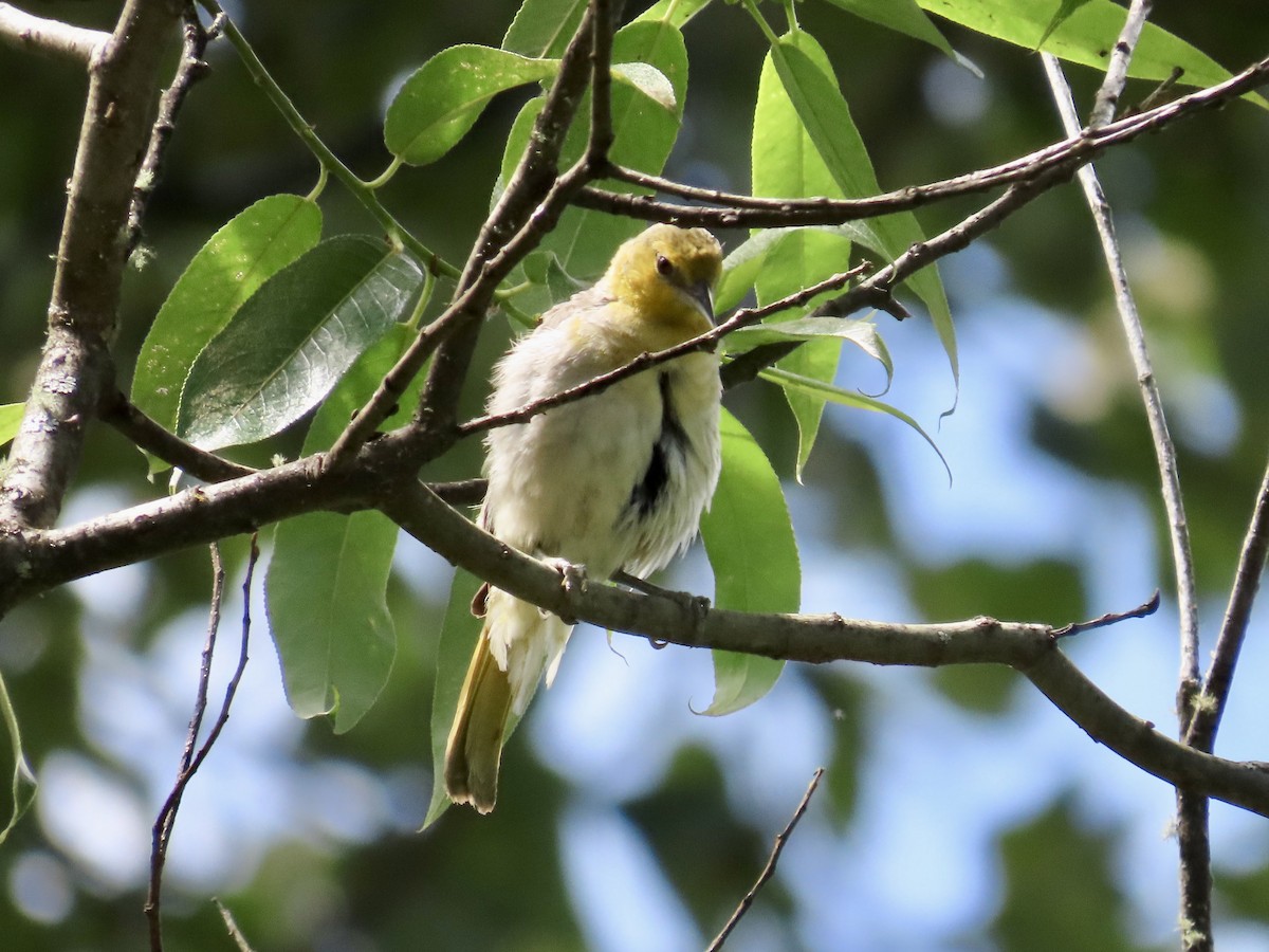 Bullock's Oriole - J.J. Blue