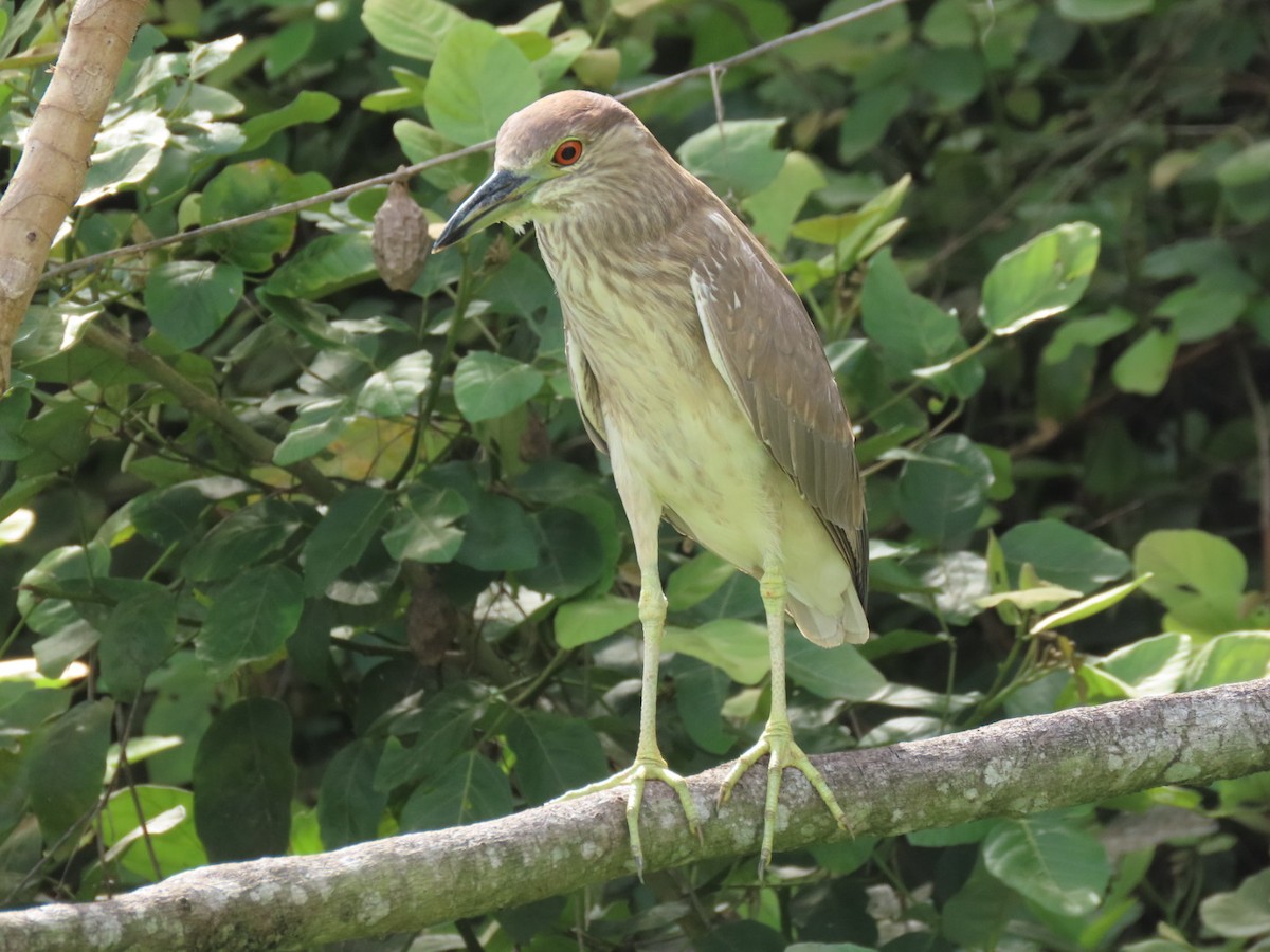 Striated Heron - ML621049139