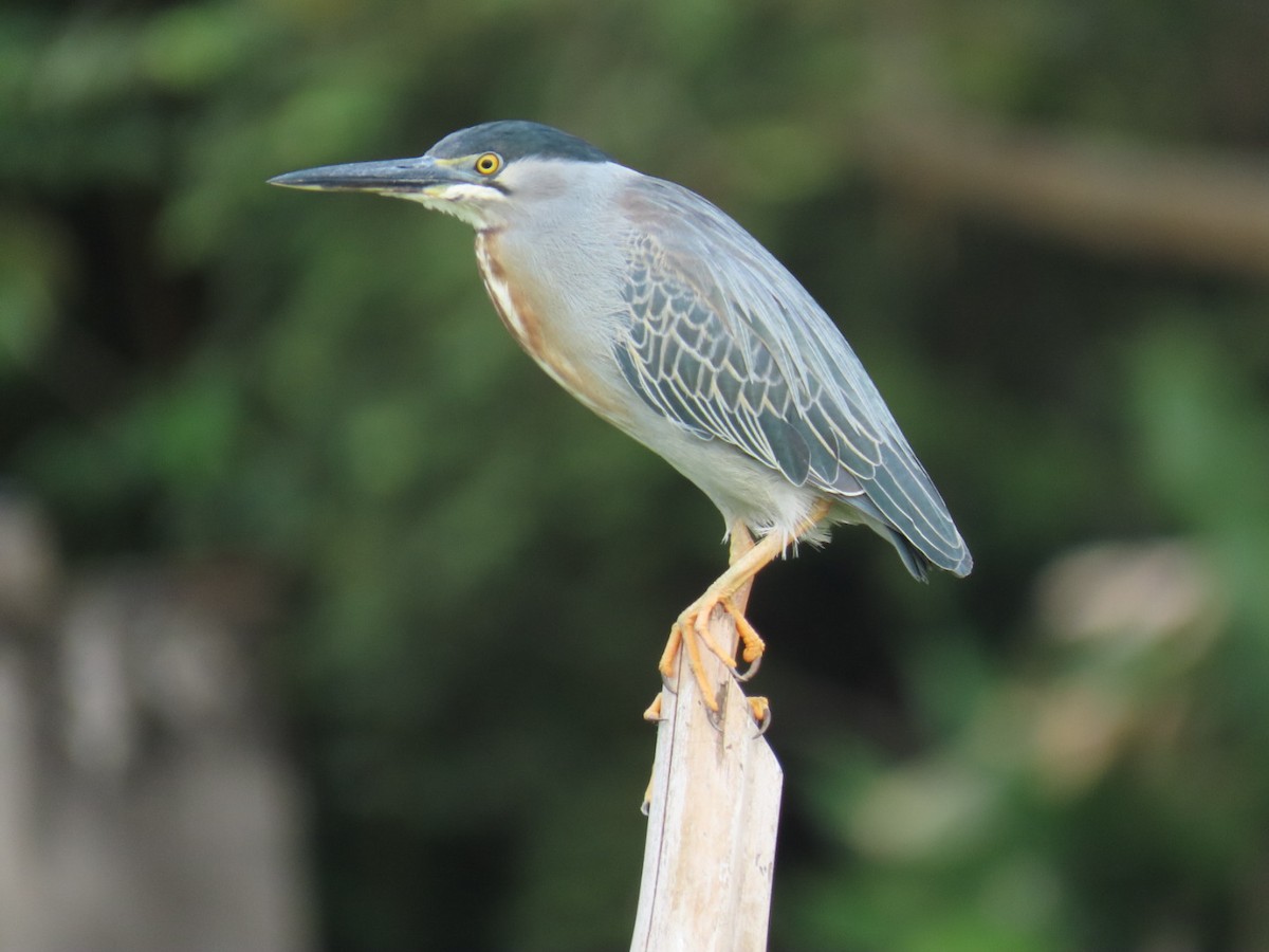 Striated Heron - ML621049140
