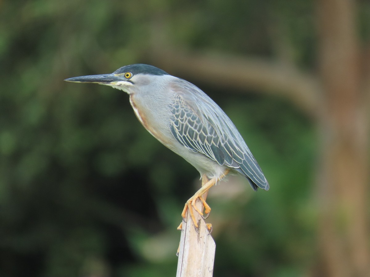 Striated Heron - ML621049141
