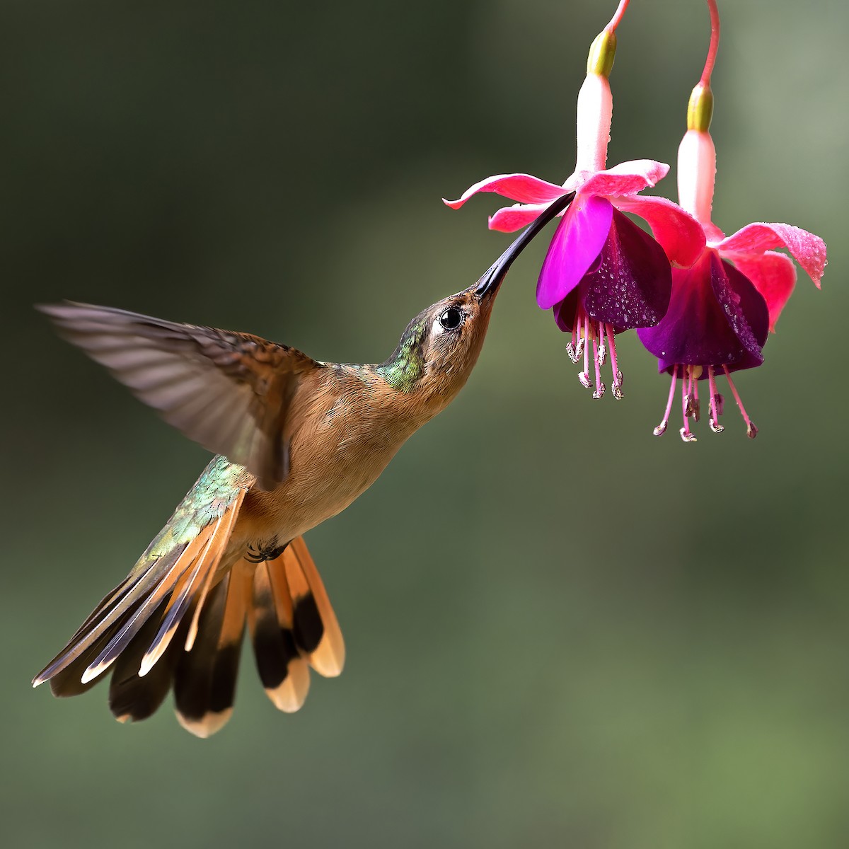 kolibřík pestroocasý - ML621049156