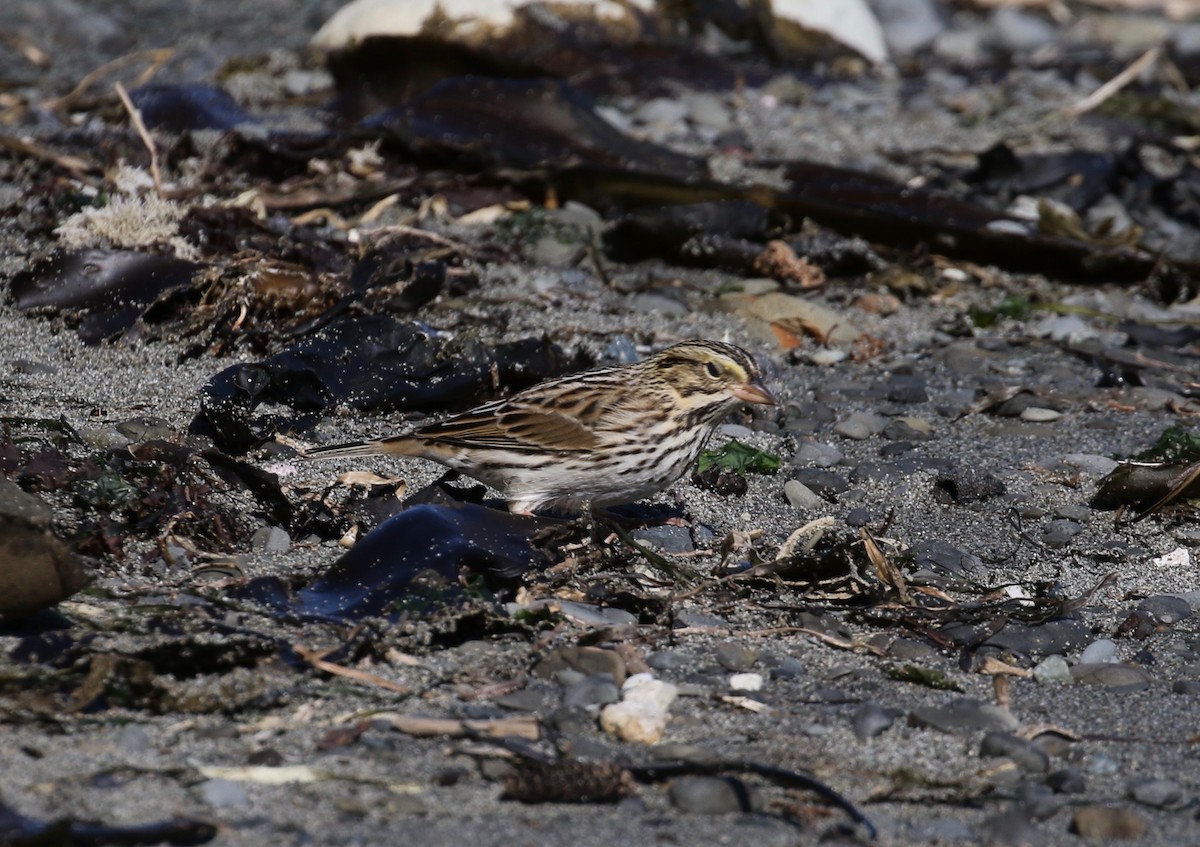 Savannah Sparrow (Savannah) - ML621049167