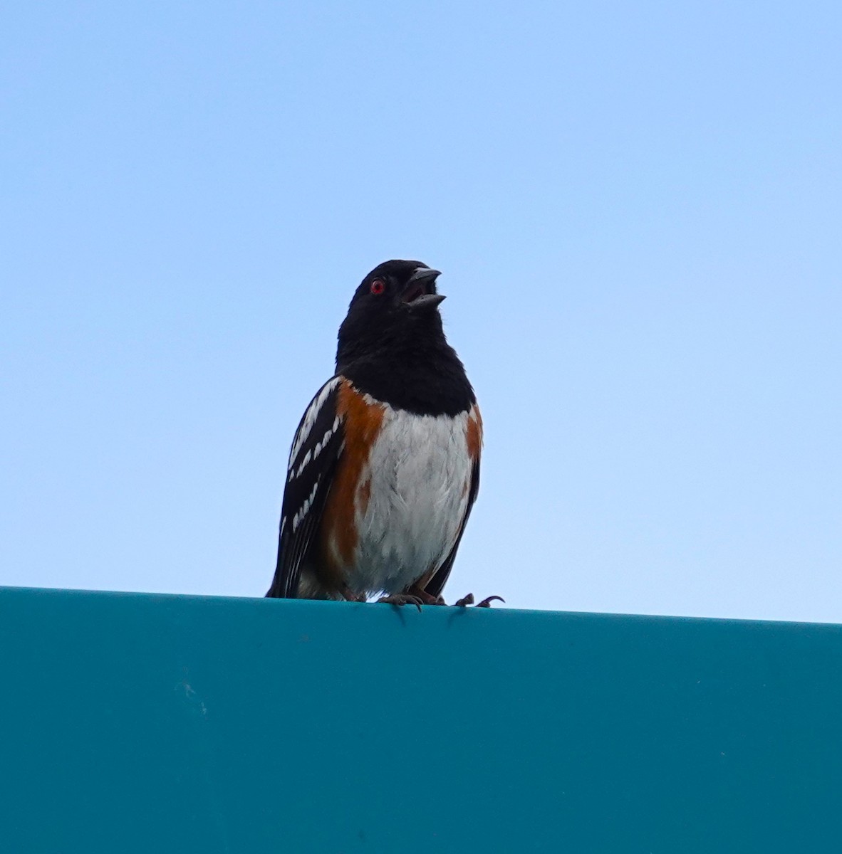 Spotted Towhee - ML621049178