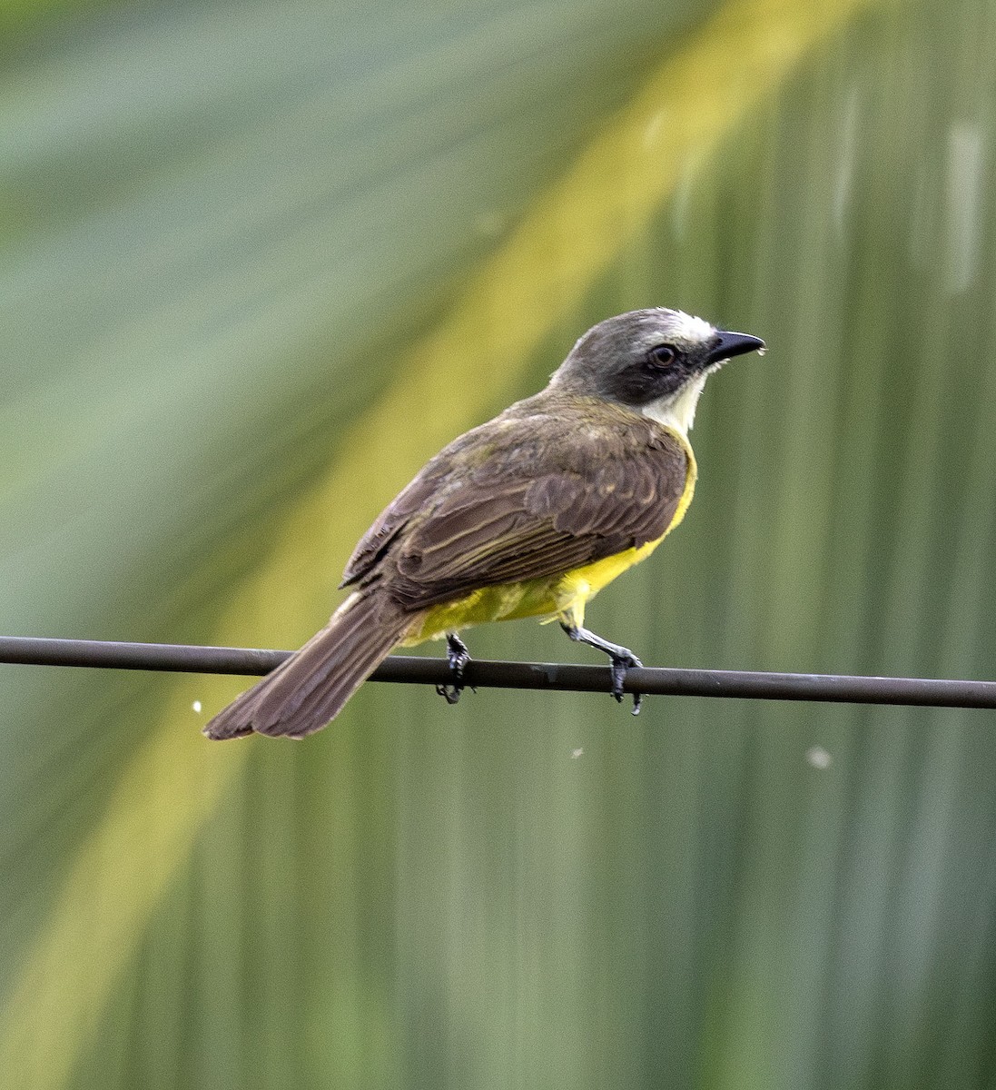 Gray-capped Flycatcher - ML621049180