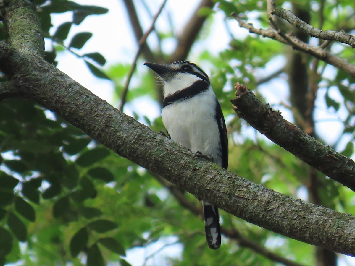 Pied Puffbird - ML621049218