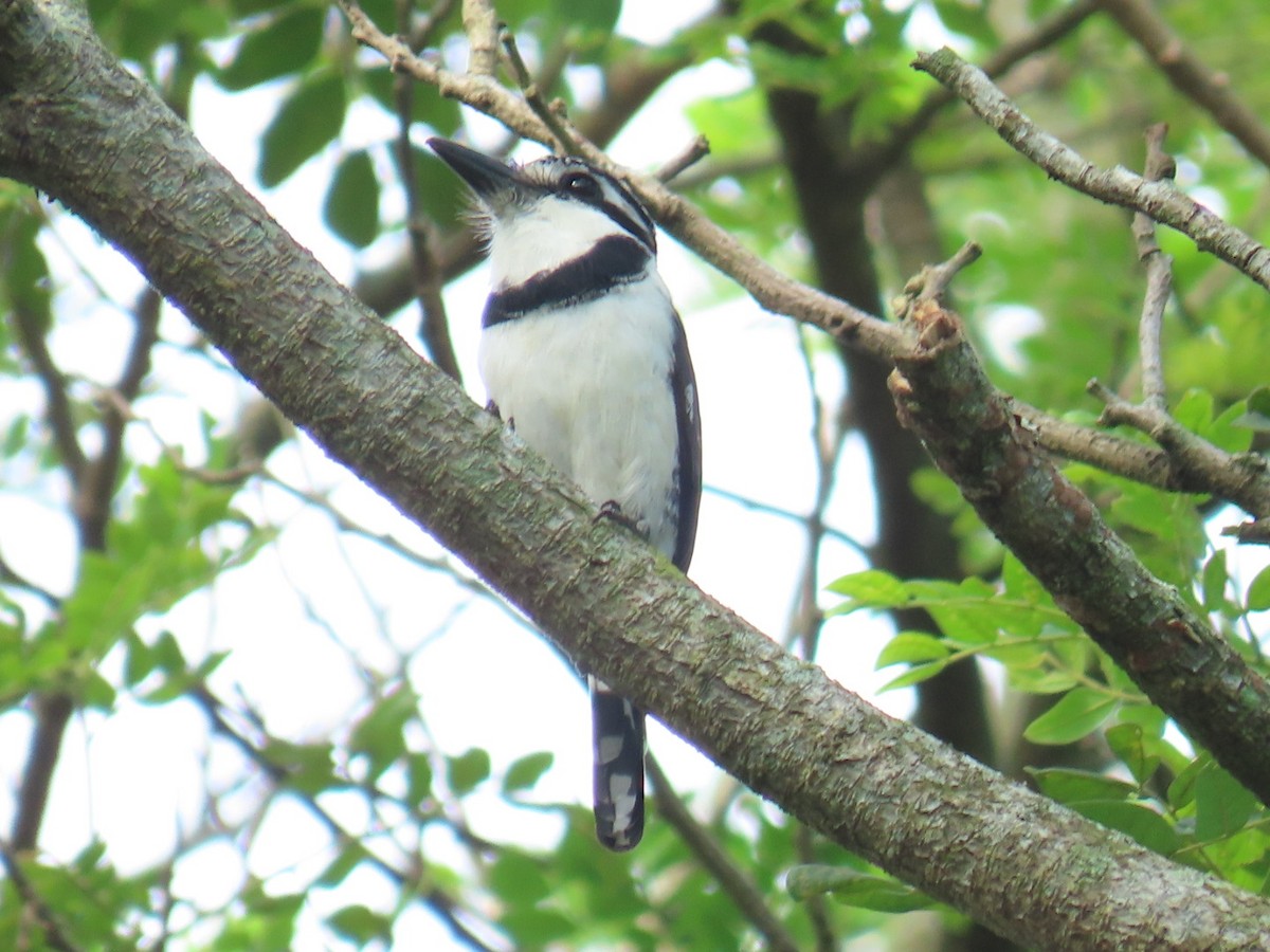 Pied Puffbird - ML621049219