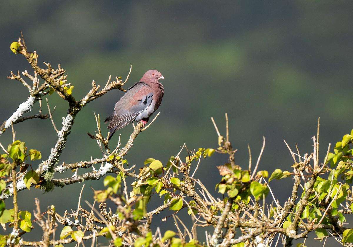 Red-billed Pigeon - ML621049282