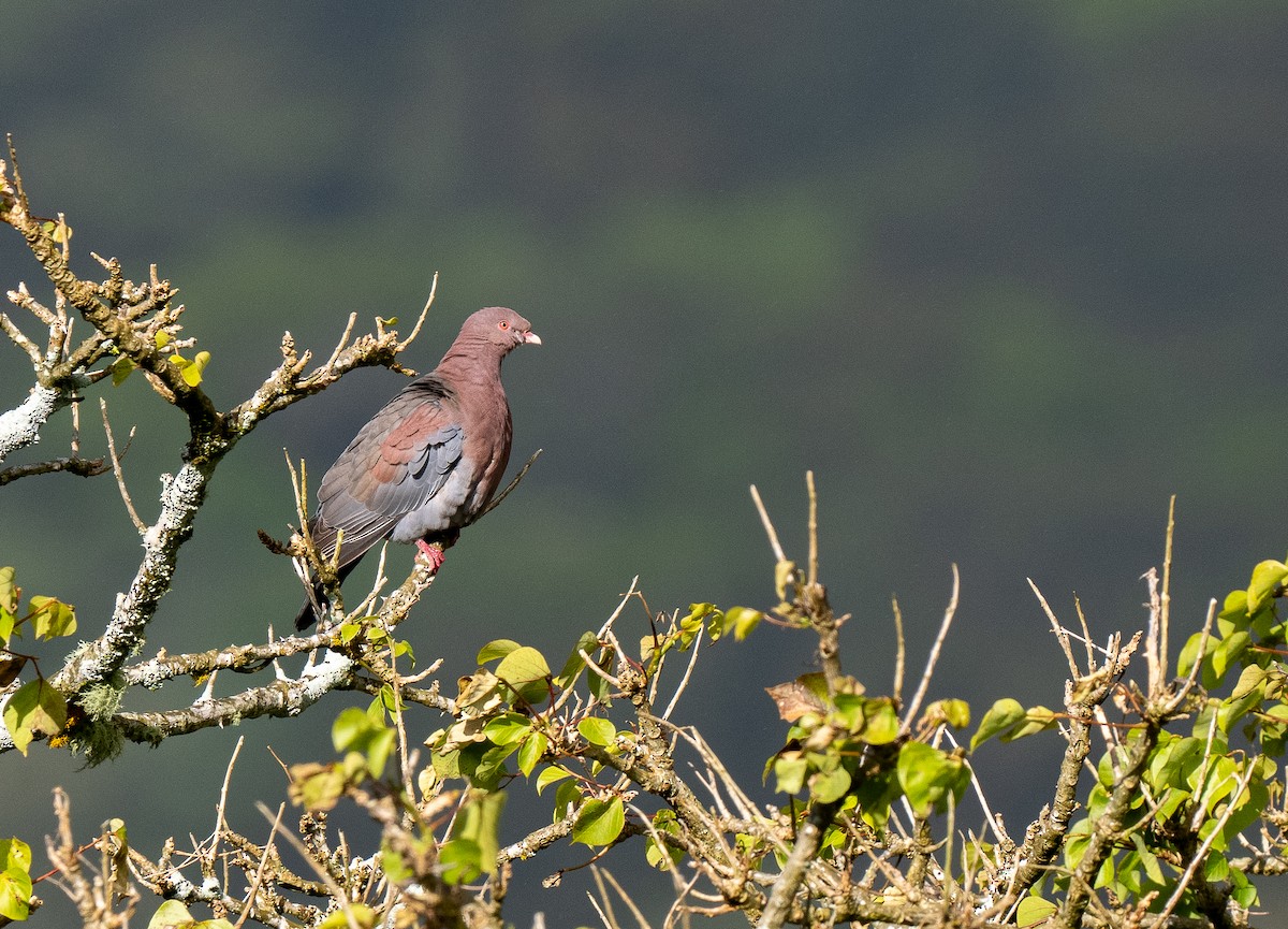 Red-billed Pigeon - ML621049283