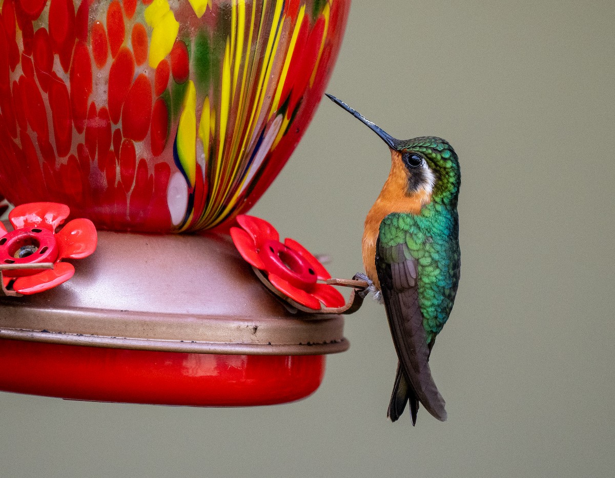 Purple-throated Mountain-gem - ML621049311