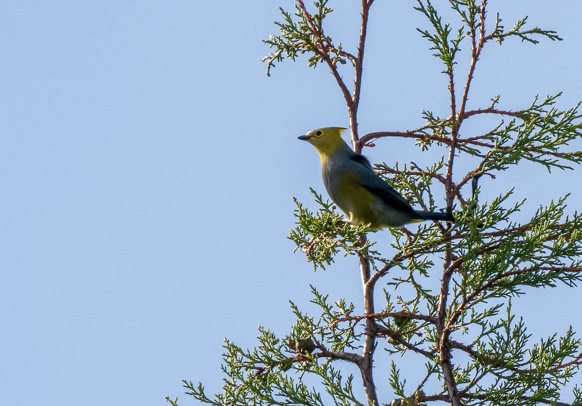 Long-tailed Silky-flycatcher - ML621049323