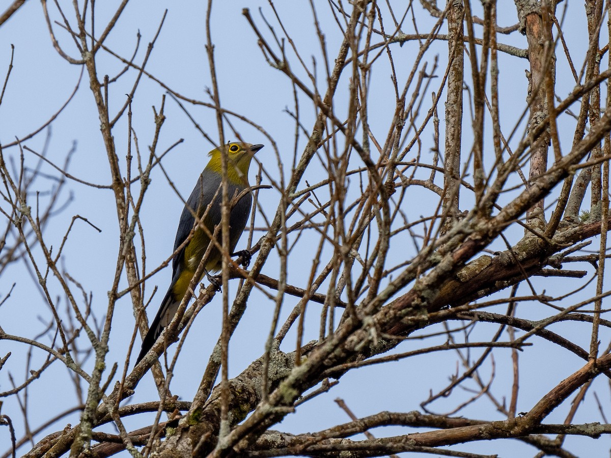 Long-tailed Silky-flycatcher - ML621049324