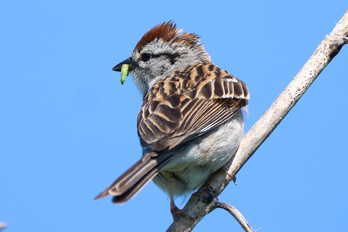 Chipping Sparrow - ML621049341