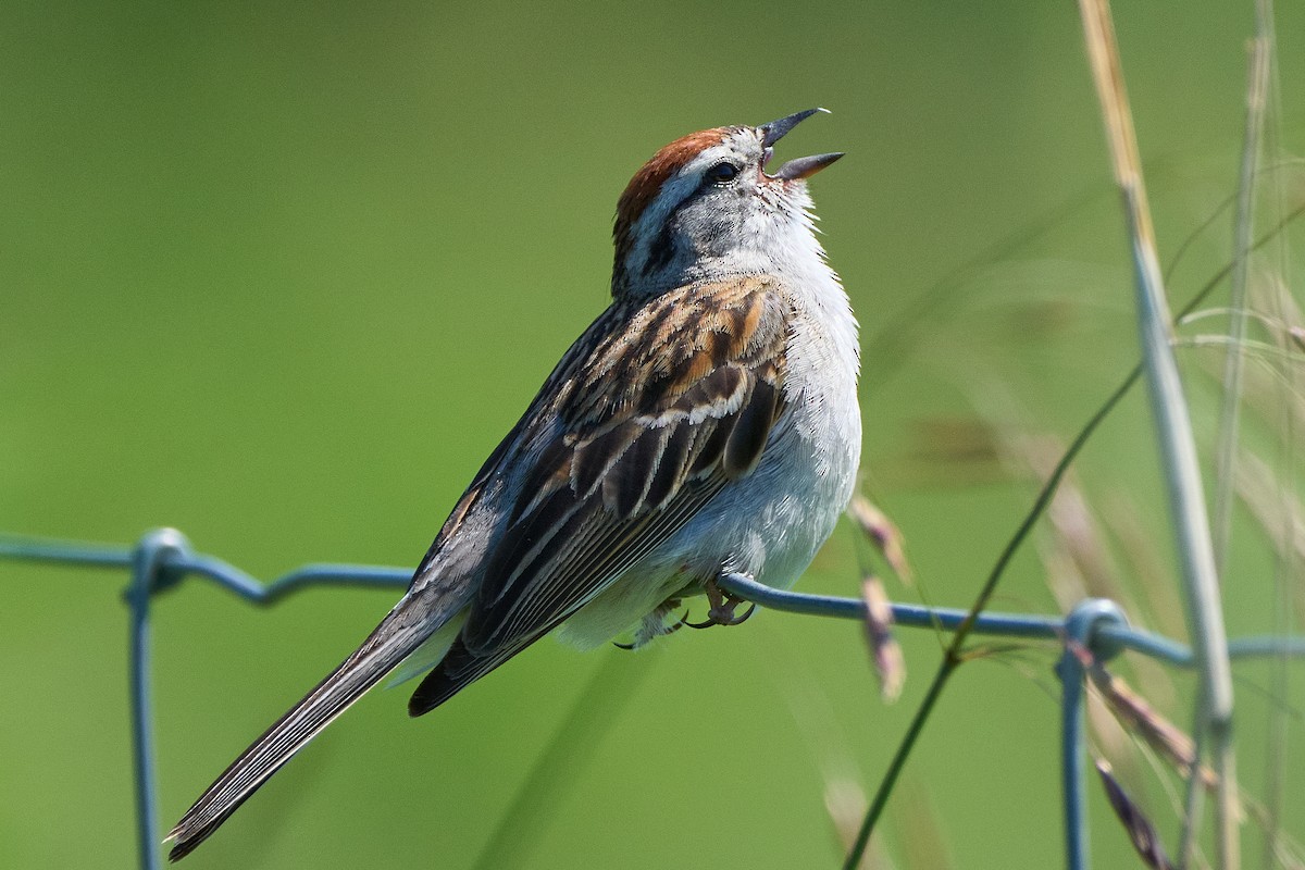 Chipping Sparrow - ML621049345