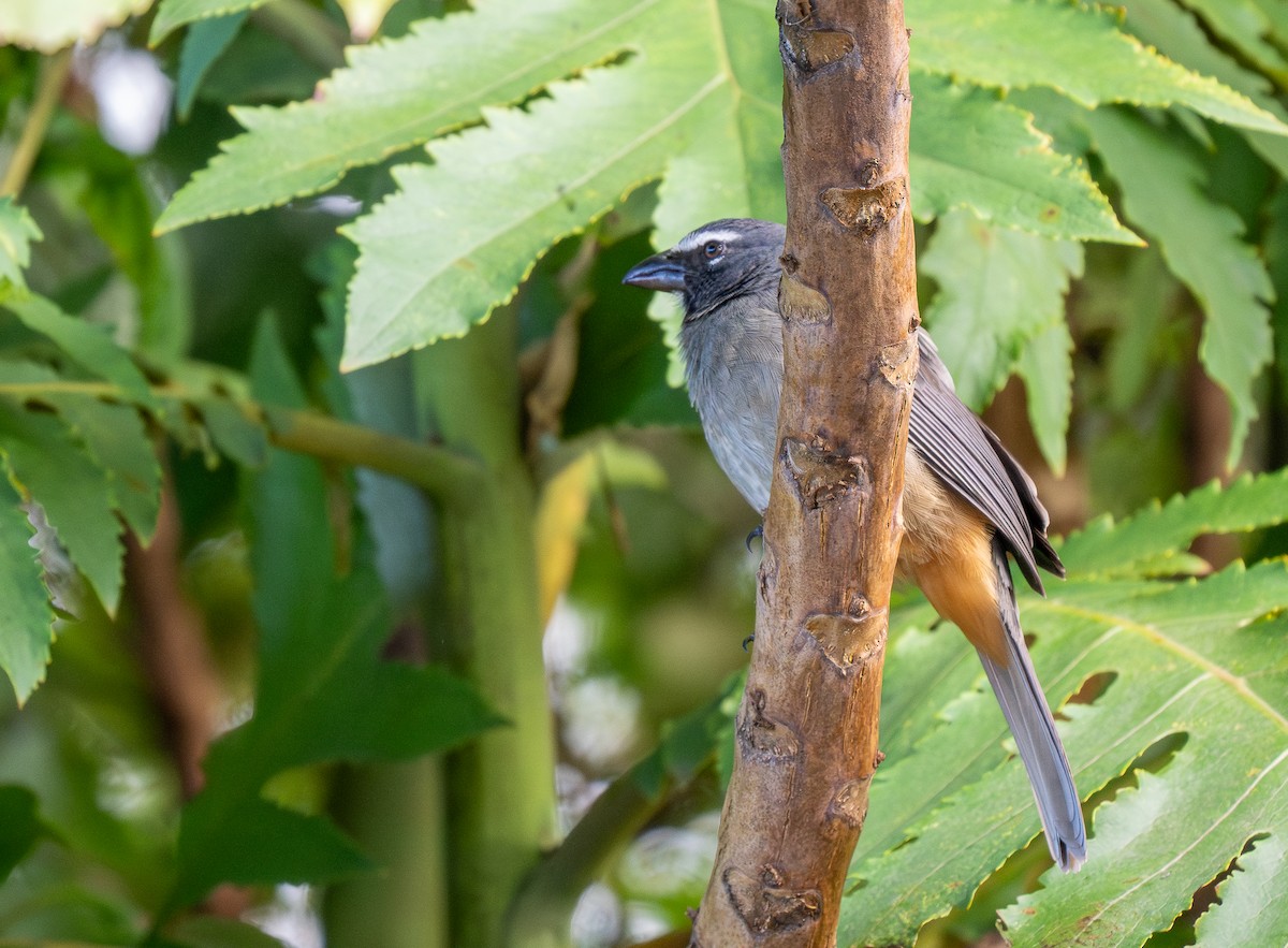 Cinnamon-bellied Saltator - Forest Botial-Jarvis